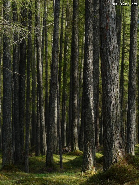 挺拔的松树图片