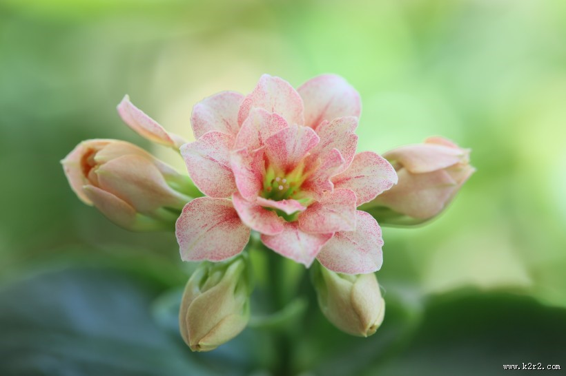 长寿花图片大全