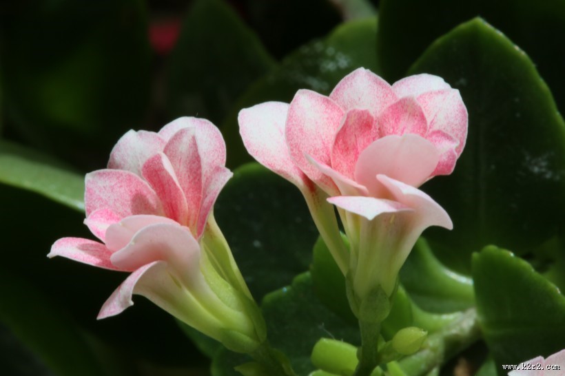 长寿花图片大全