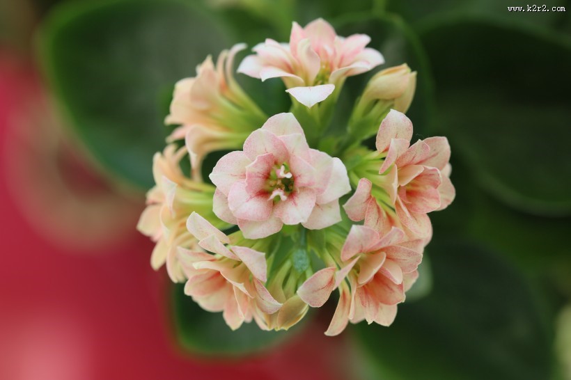 长寿花图片大全