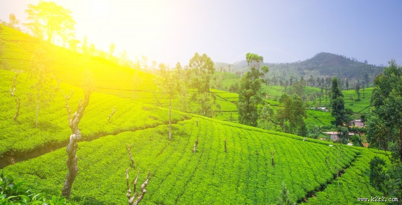 茶园景色图片