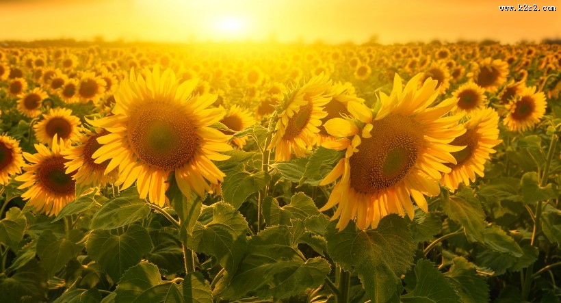 向日葵超清图片