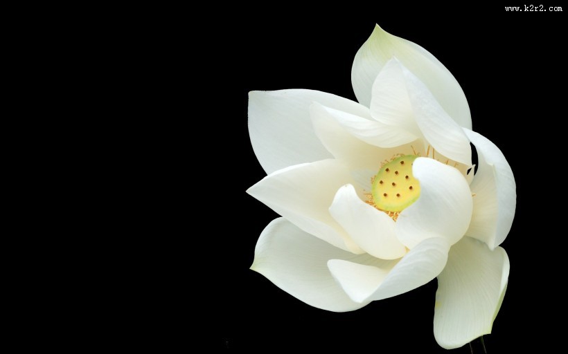 白色荷花摄影图片