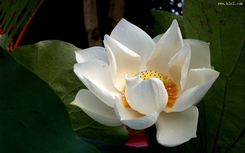 白色荷花摄影图片