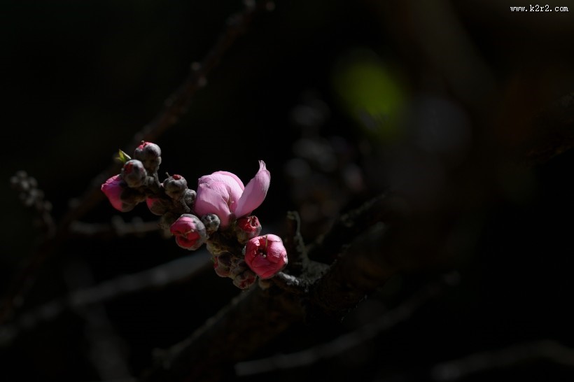 阳光下的桃花图片大全