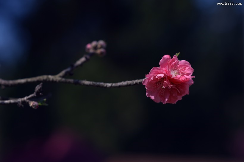 阳光下的桃花图片大全