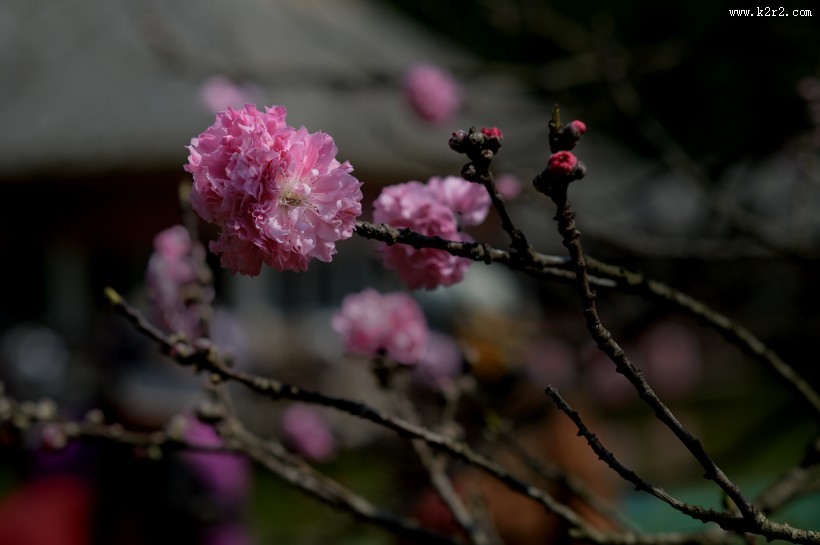 阳光下的桃花图片大全