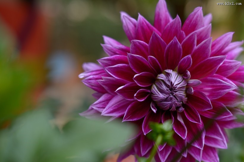 大丽花图片大全