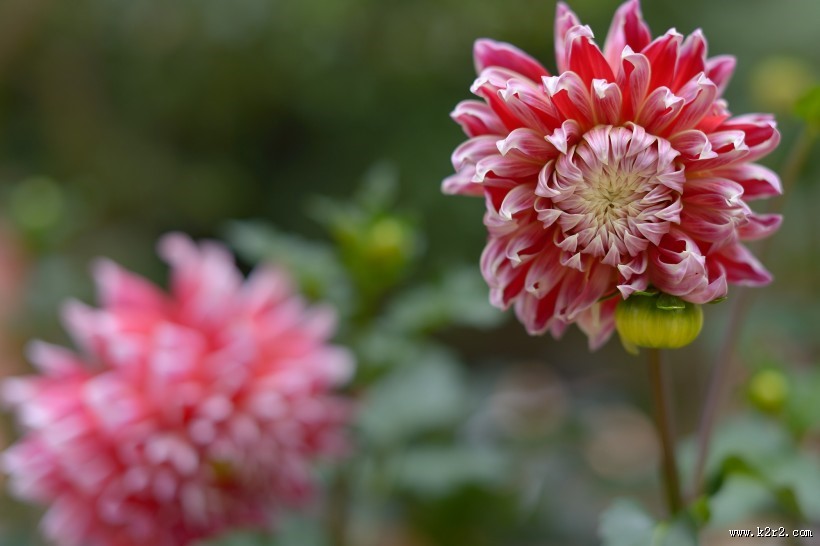 大丽花图片大全