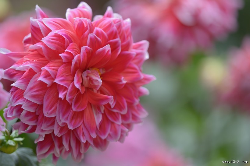 大丽花图片大全