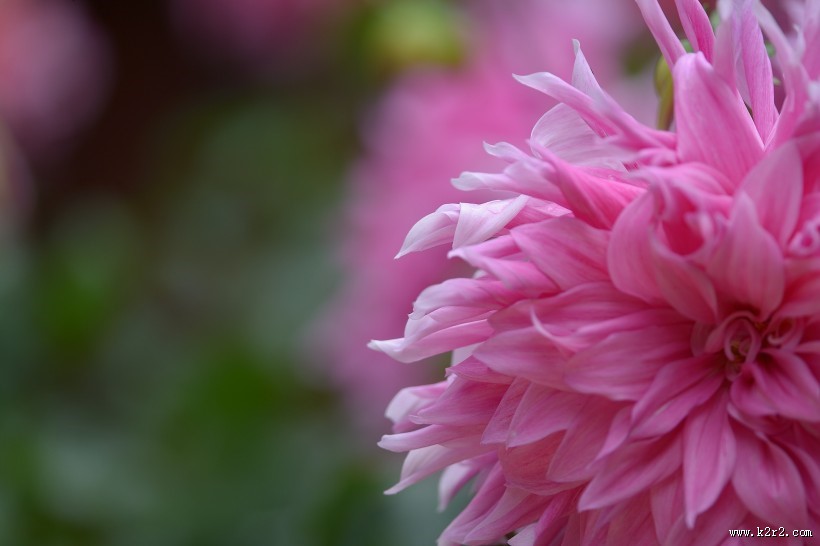 大丽花图片大全