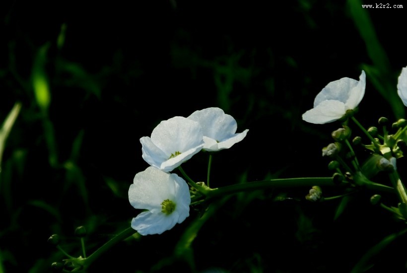 不知名的白色小野花图片