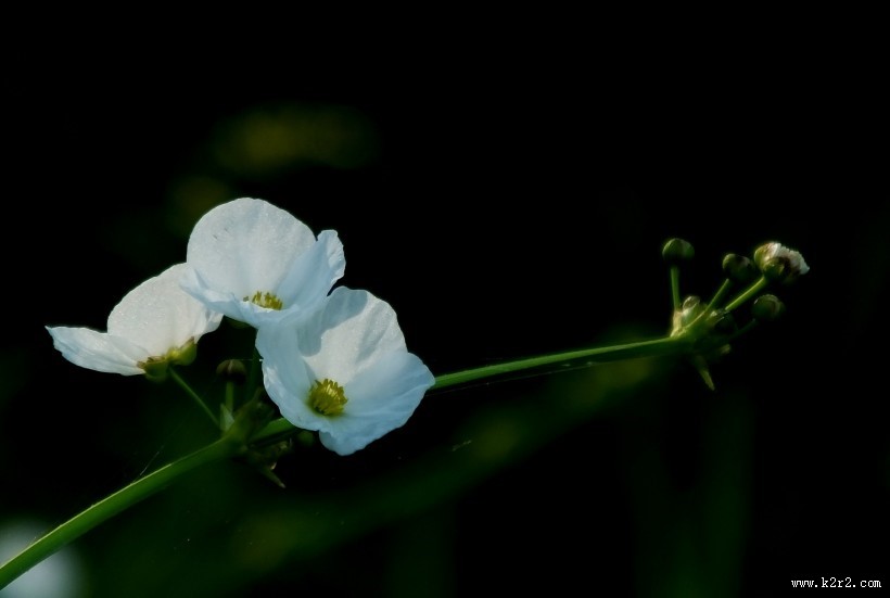 不知名的白色小野花图片