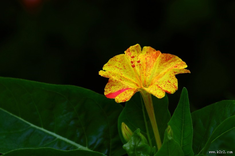 奇特的紫茉莉图片