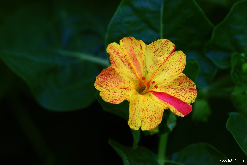 奇特的紫茉莉图片