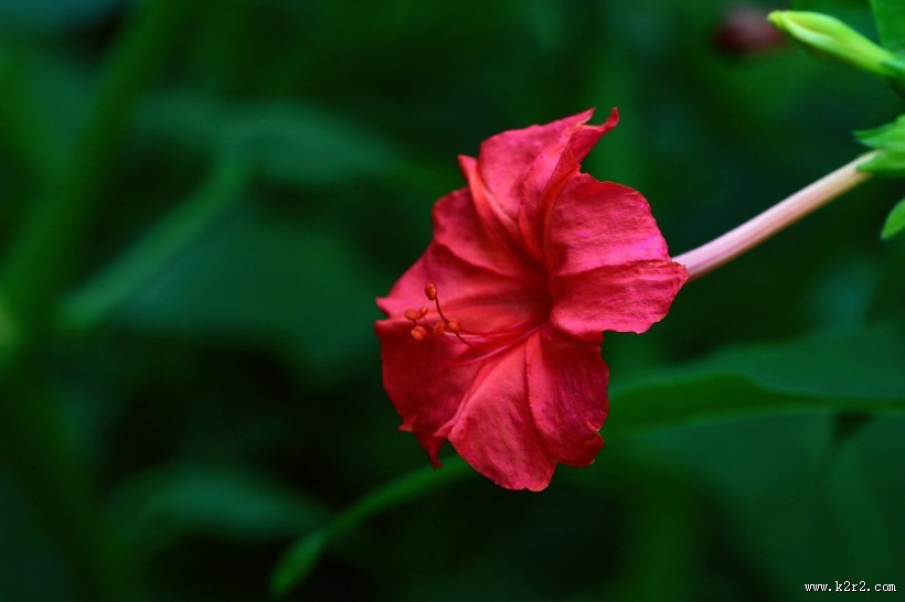 奇特的紫茉莉图片
