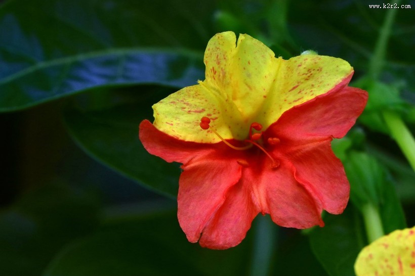 奇特的紫茉莉图片