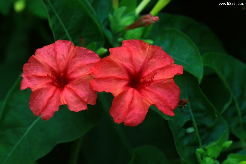 奇特的紫茉莉图片