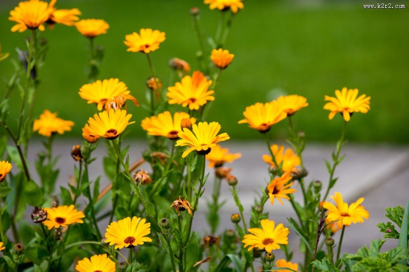 淡雅小雏菊图片