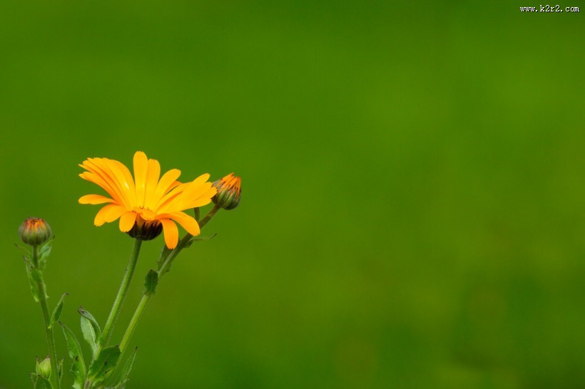 淡雅小雏菊图片