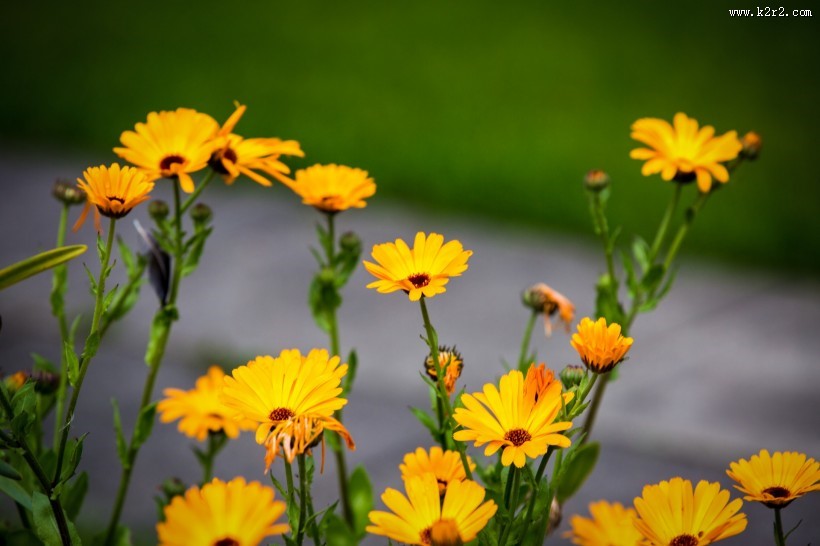 淡雅小雏菊图片