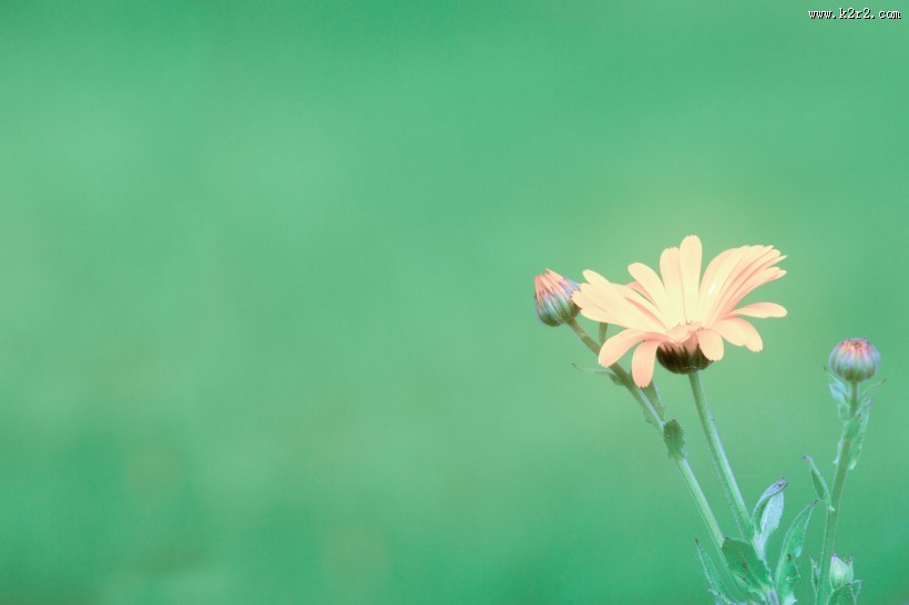 淡雅小雏菊图片