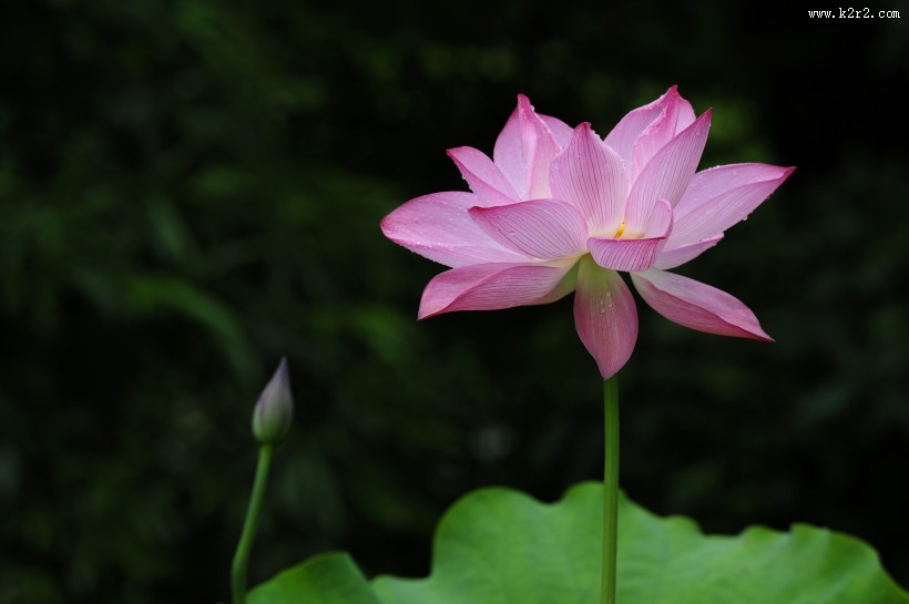 多姿多彩的荷花图片大全