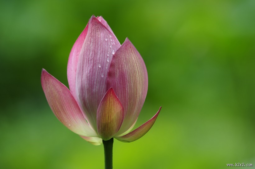 多姿多彩的荷花图片大全