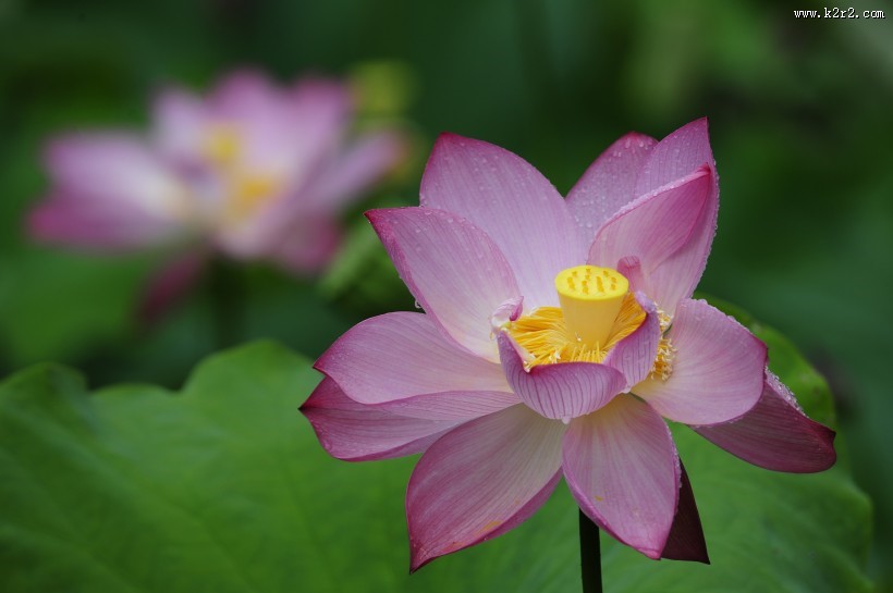 多姿多彩的荷花图片大全