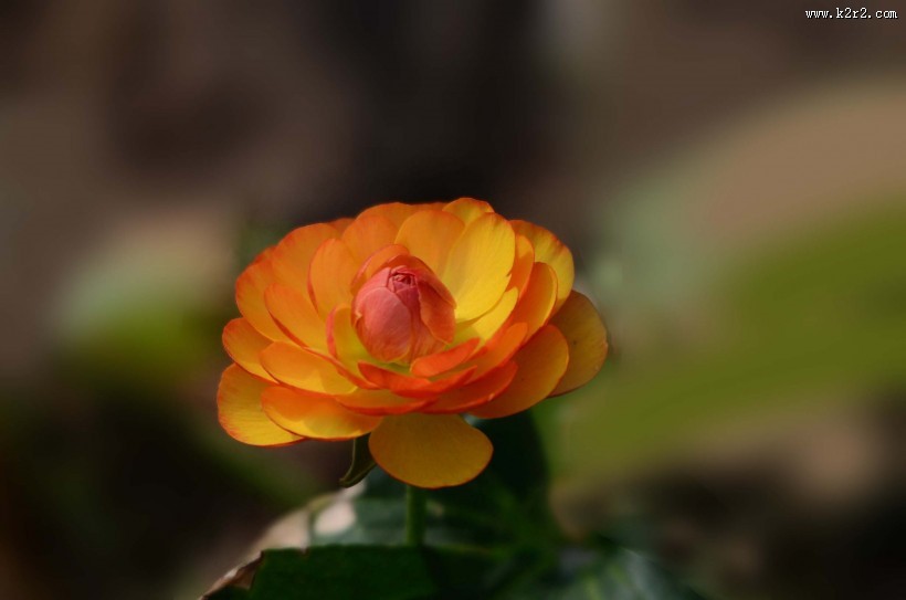 花毛茛图片大全