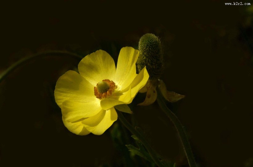 花毛茛图片大全