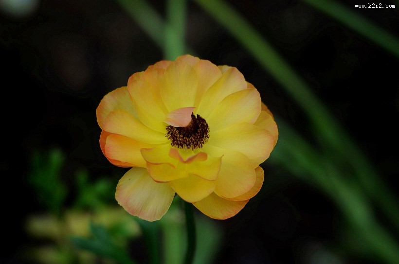 花毛茛图片大全