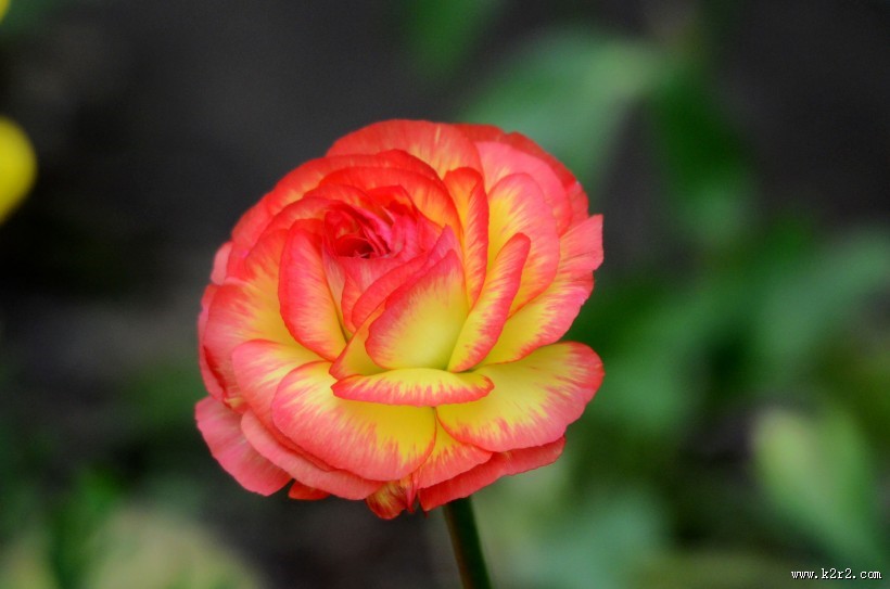 花毛茛图片大全