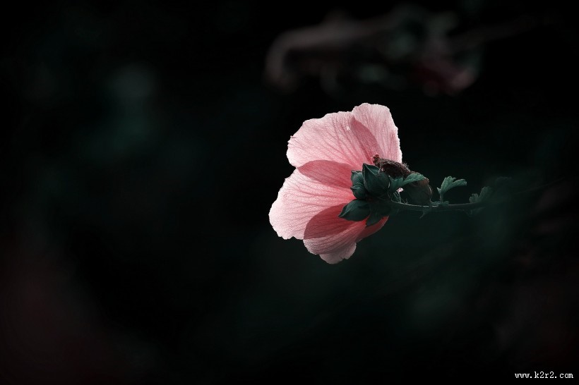 调色木槿花图片