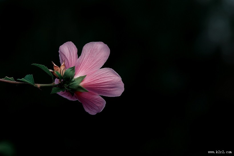 调色木槿花图片