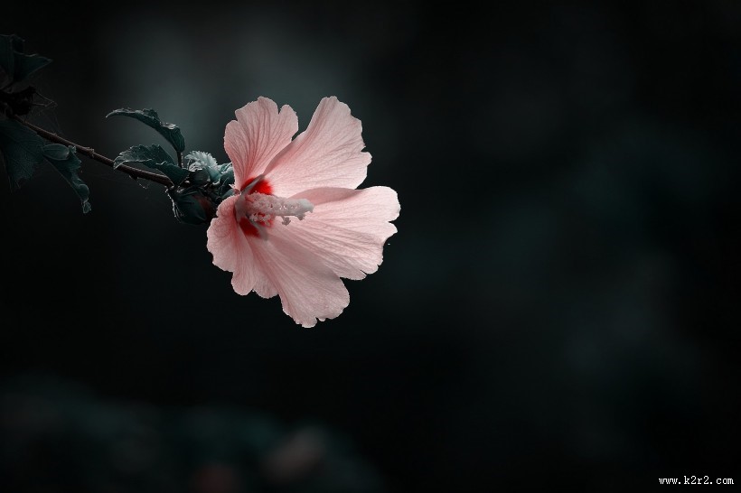 调色木槿花图片