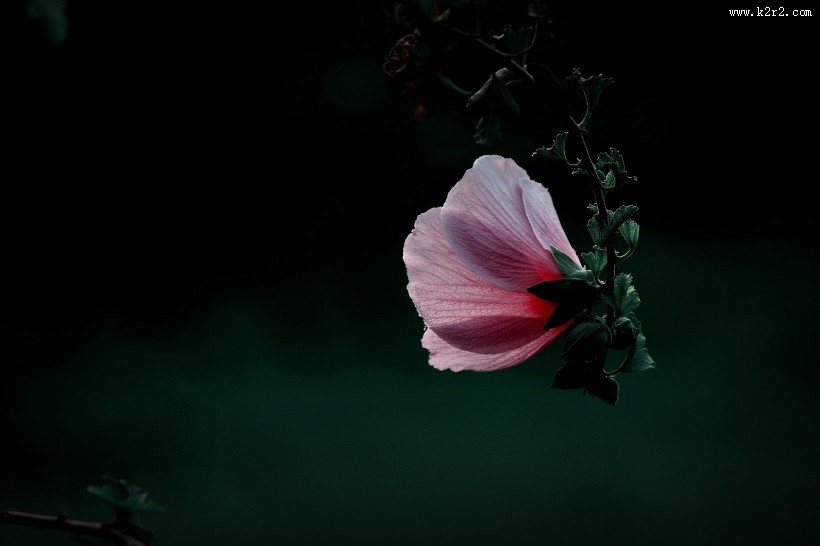 调色木槿花图片