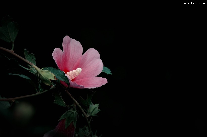 调色木槿花图片