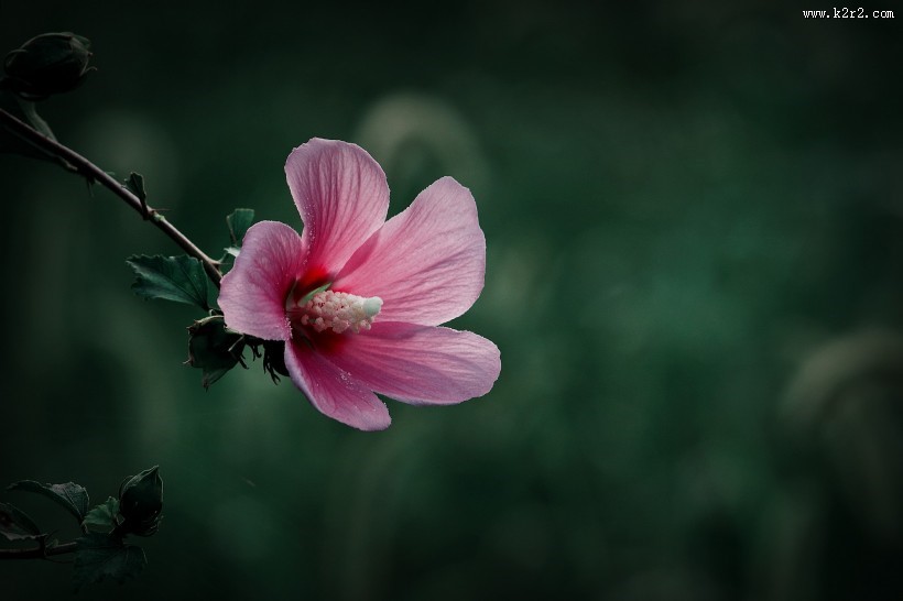 调色木槿花图片