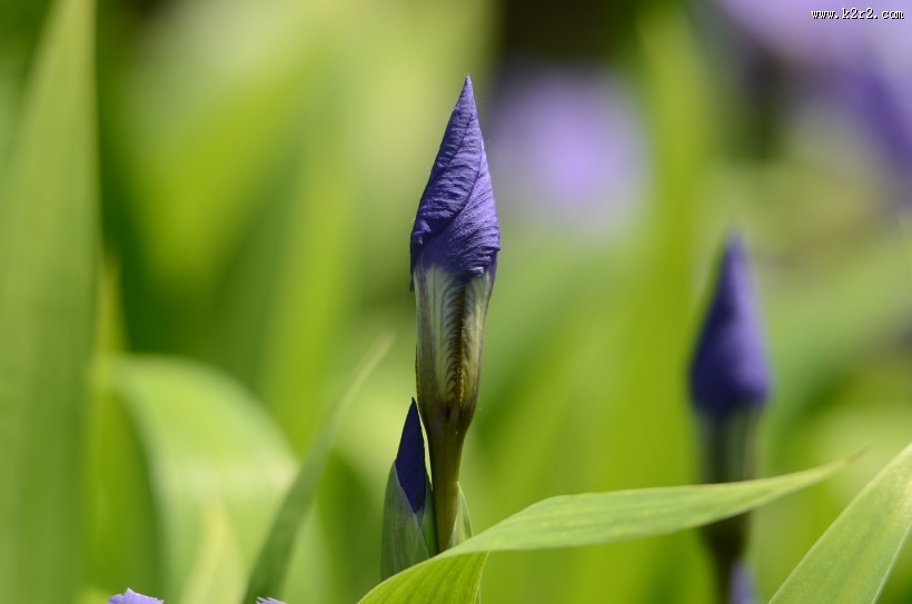 鸢尾花图片