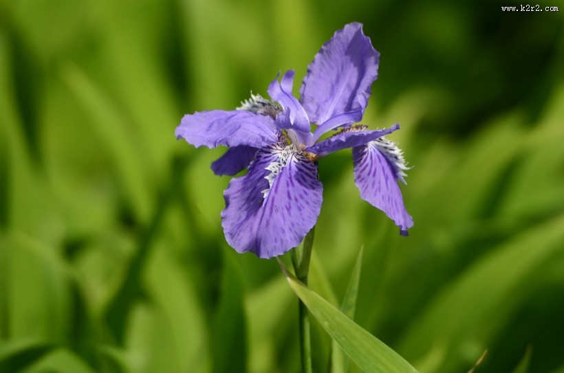 鸢尾花图片