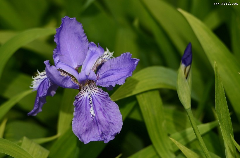 鸢尾花图片