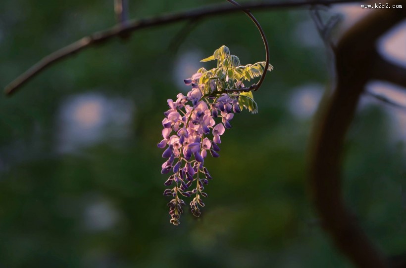 紫藤花图片大全