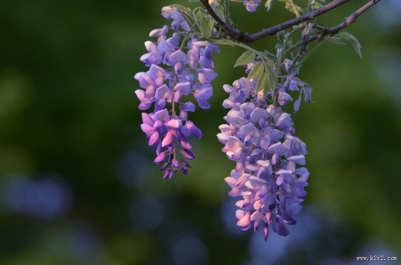 紫藤花图片大全