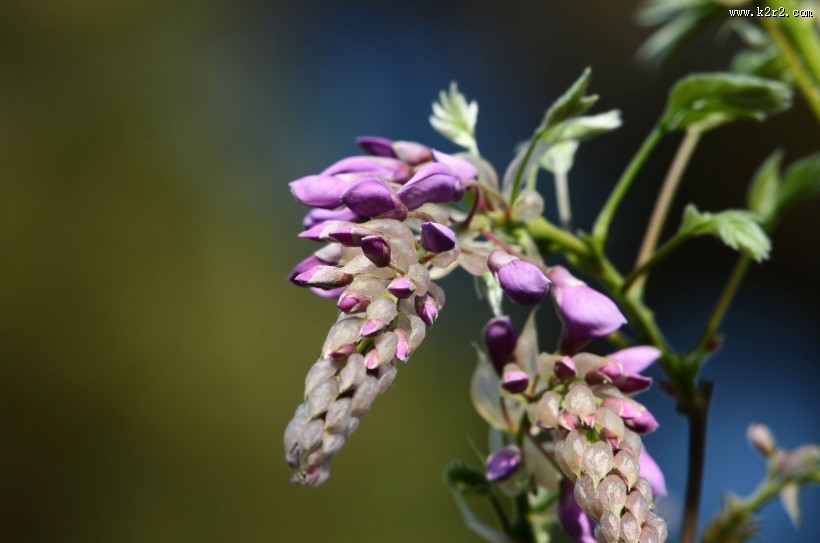 紫藤花图片大全