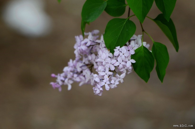 丁香花图片