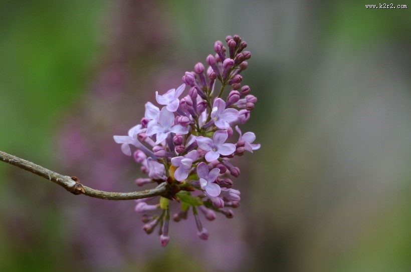 丁香花图片