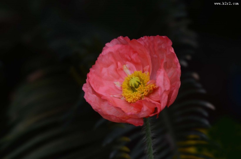 虞美人花图片大全