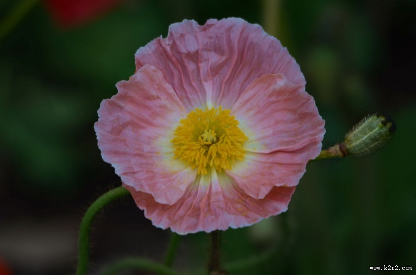 虞美人花图片大全