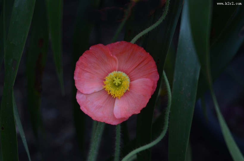 虞美人花图片大全